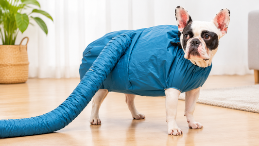 French bulldog wearing a blue pet drying suit with an attached air hose, standing on a wooden floor.